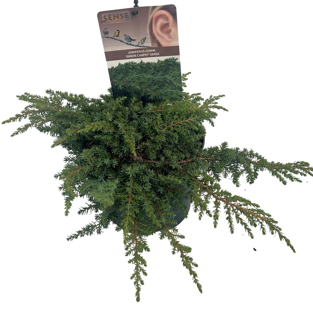 Picture of Juniperus com. Green Carpet P17 (2 Ltr)