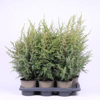 Juniperus com. Hibernica