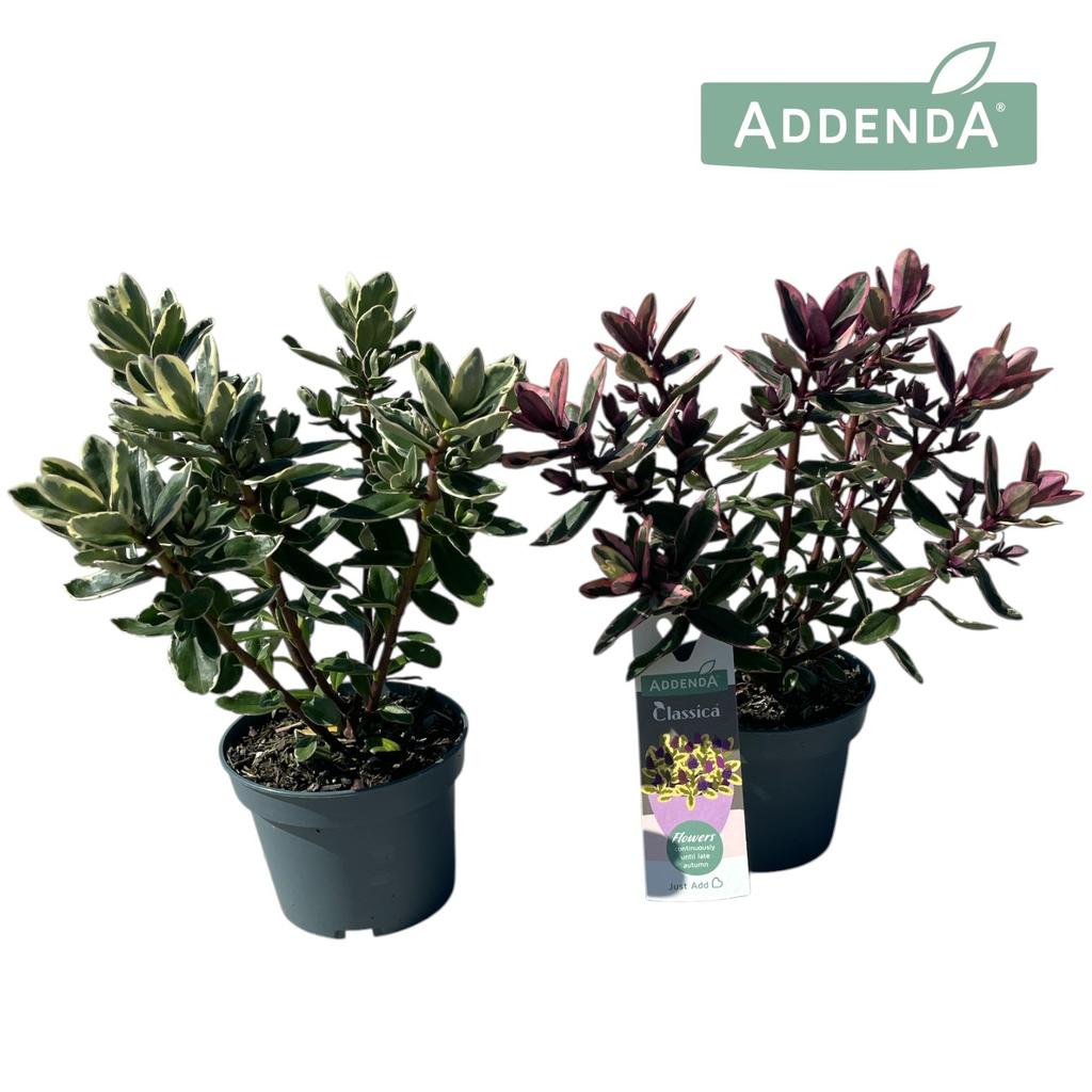 Picture of Hebe Addenda variegated in varieties P12