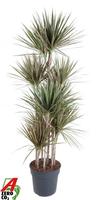 Dracaena Bicolor 120-carrousel