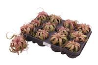 Tillandsia Eric Knobloch Large - 10CM Tray 12 × 6 £ 3.17 (Tray) £ 3.06 Shelf £ 3.03 Trolley Tray £ 3.17 × 12 (1.9%)