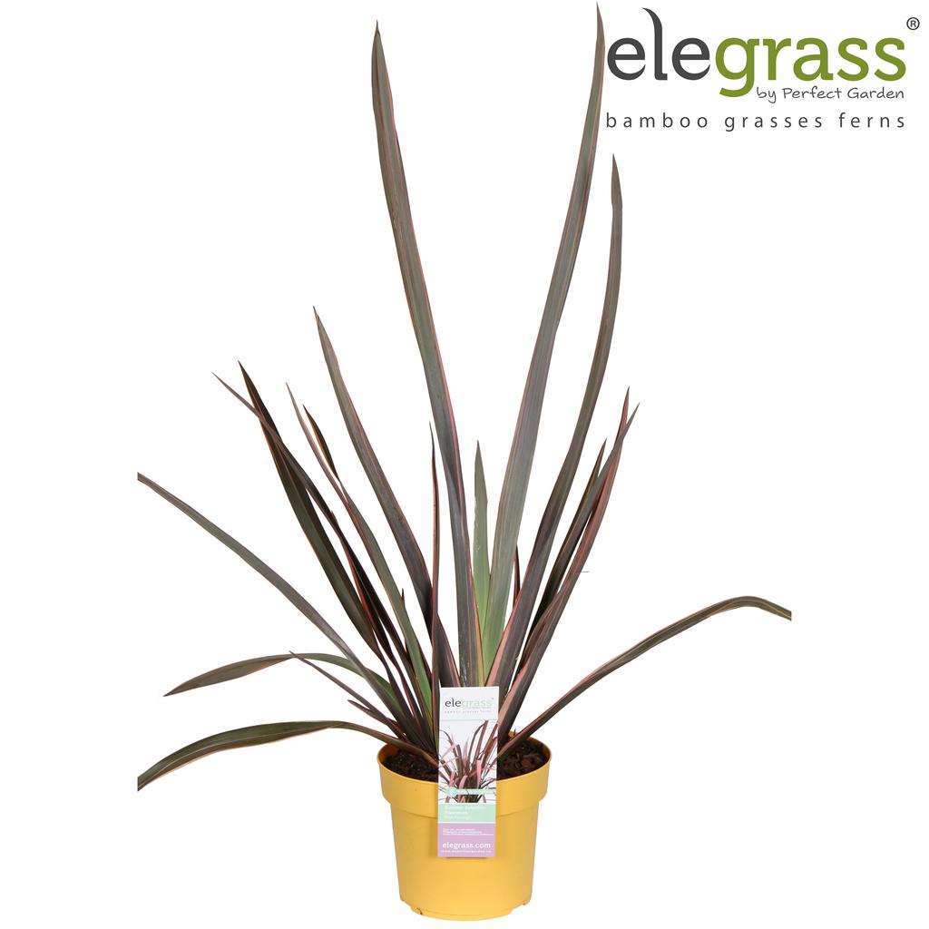 Picture of Phormium Pink Flamingo P19 (3 Ltr)