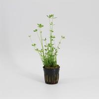 Marsilea hirsuta