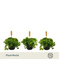 Pilea Depressa Bambino