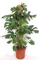 Monstera deliciosa