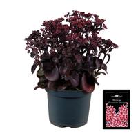 Sedum Chocolate Cherry