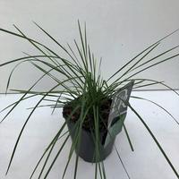 Deschampsia ces. Goldtau