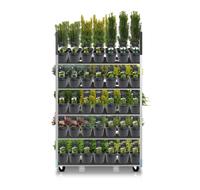 Coniferen in varieties