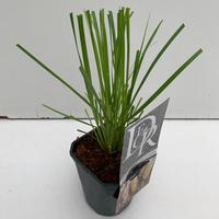 Cortaderia selloana