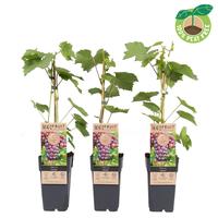 Vitis vin. Spulga (extra winterhardy)