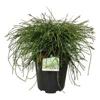 Thuja pl. Whipcord