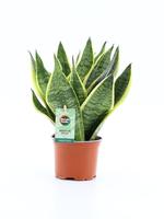 Sansevieria Futura Superba