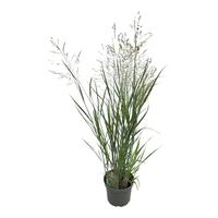 Panicum virg. Heavy Metal