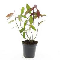 Itea vir. Henry's Garnet