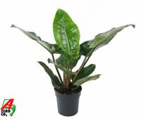 Philodendron Imperial Green