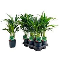 Howea forsteriana (Kentia)