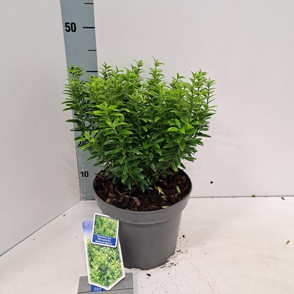 Picture of Euonymus jap. Micr. Aureovariegatus P23 (5 Ltr)