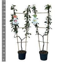 Fruit in varieties (U-shaped)