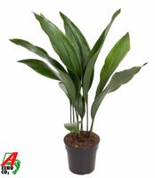 Aspidistra elatior 10+ Leaafs
