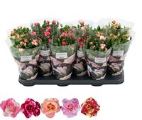 Rosa Victory in varieties