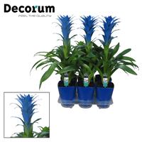 Guzmania Ocean Blue Luxury Ceramics