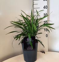 Liriope musc. Royal Purple