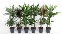 Dracaena 45-15 in varieties