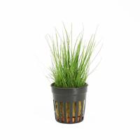 Eleocharis parvulus