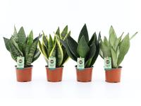 Sansevieria in 4 varieties
