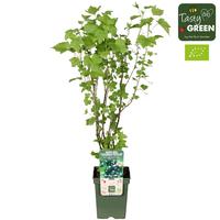 Ribes nig. Black Marble