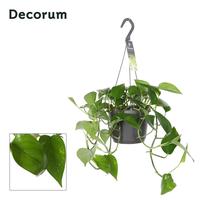 Epipremnum Pinnatum Aureum