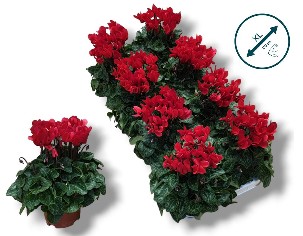 Picture of Cyclamen-COMPACT red P10.5 25CM