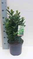 Euonymus japonicus