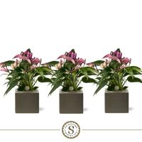 Anthurium Zizou in Belicia Dark Grey ceramic