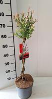 Salix int. Flamingo