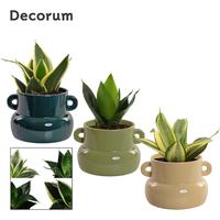 Sansevieria Hahnii mix in Lucy ceramics Top blend-collection