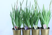 Gladiolus glamini in varieties