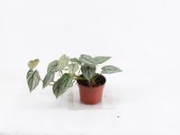 philodendron
