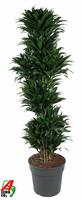 Dracaena compacta branched