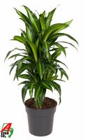Dracaena Hawaiiana branched