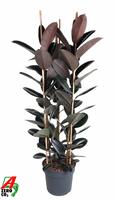 Ficus Elastica Abidjan 3PP