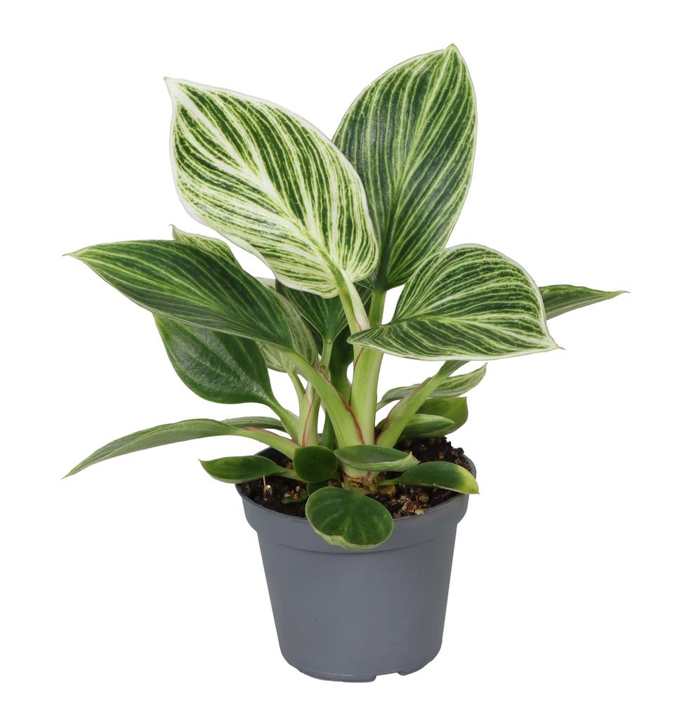 Picture of Philodendron White Measure P6 10CM