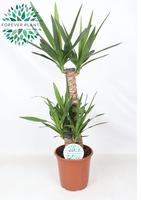 Yucca 60-30-20