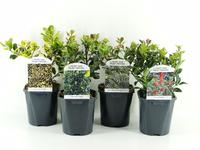 Ilex aq. in varieties