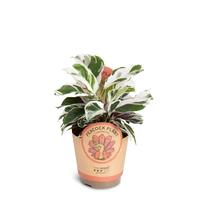 Calathea ´White Miracle´