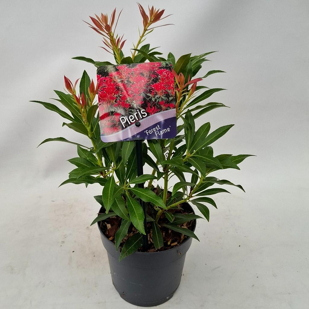 Picture of Pieris jap. Forest Flame P13