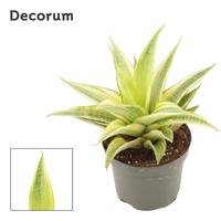 Sansevieria Gabriella Crown