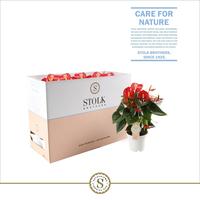 Anthurium Red Champion in Ecobox