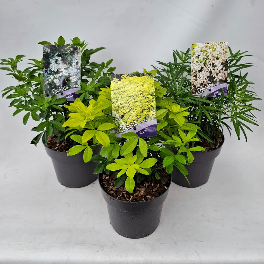 Picture of Choisya in varieties P17 (2 Ltr)