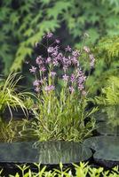 Lychnis flos-cuculi